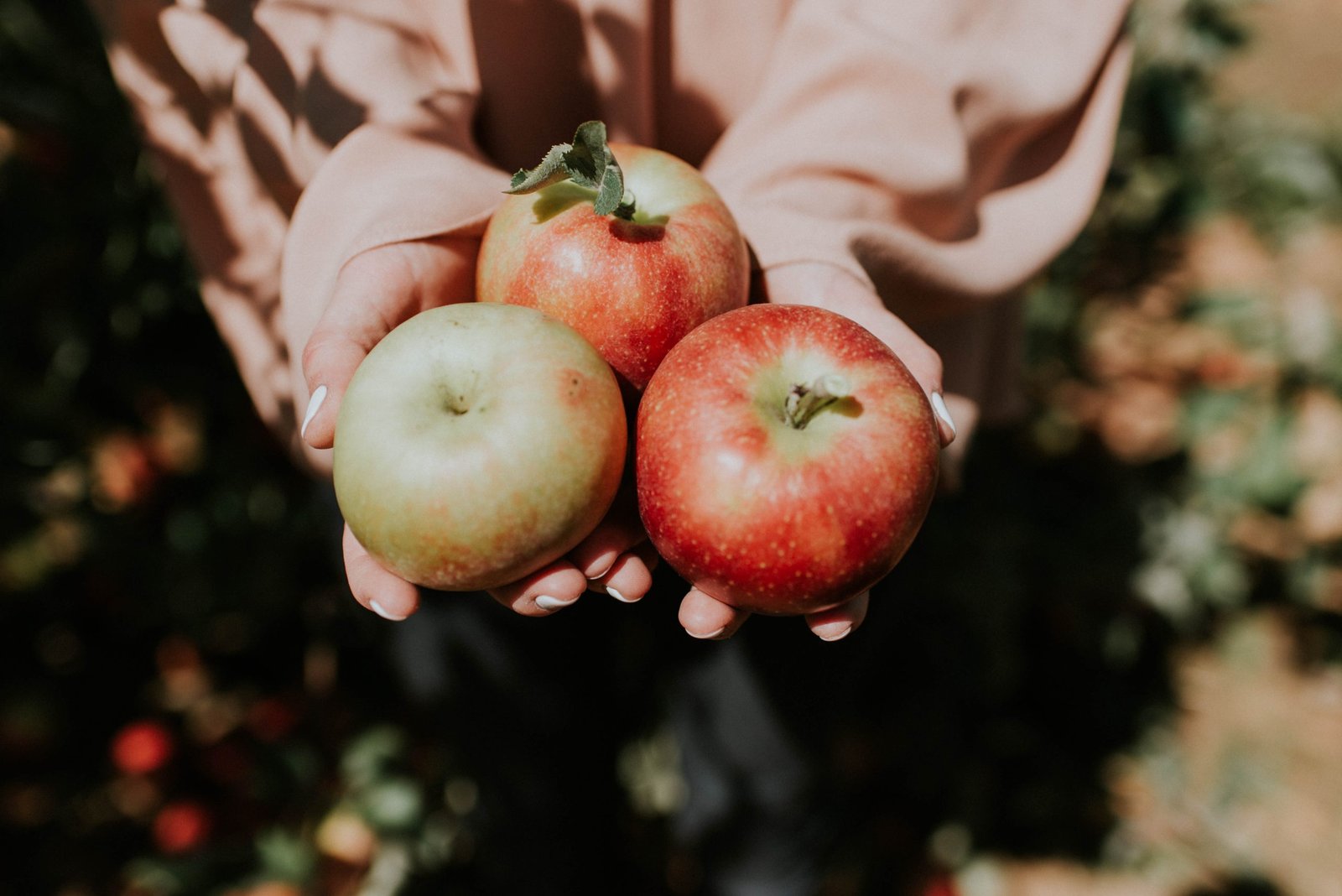 Hands holding three apples in an orchard