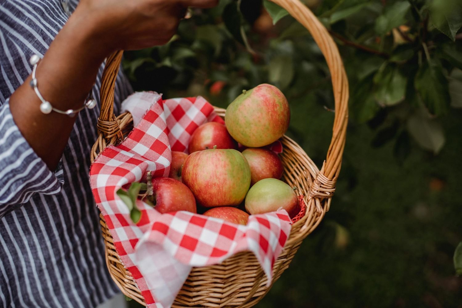 Basket of apples being held outdoors